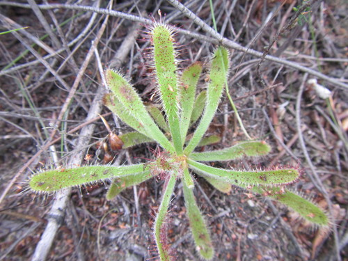 Drosera ericgreenii