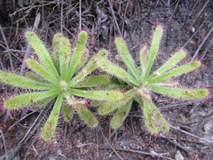 Drosera ericgreenii