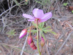 Drosera ericgreenii