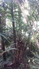 Dypsis vonitrandambo