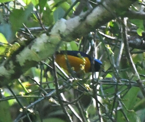 Hispaniolan Euphonia (Chlorophonia musica), photo 7