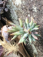 Sedeae
