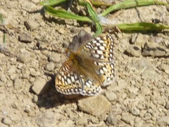 Speyeria callippe callippe