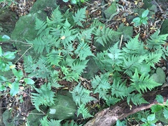 Parapolystichum microsorum pentangulare