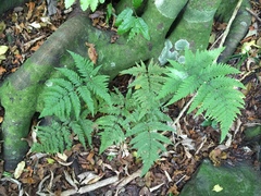 Parapolystichum microsorum pentangulare