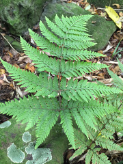 Parapolystichum microsorum pentangulare