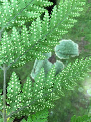 Parapolystichum microsorum pentangulare