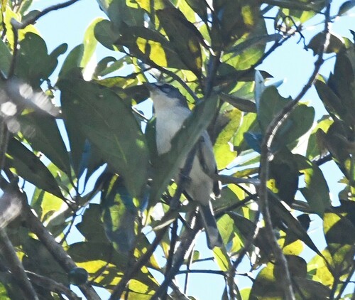 White-winged Warbler (Xenoligea montana), photo 6