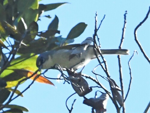 White-winged Warbler (Xenoligea montana), photo 5