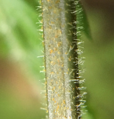 Parapolystichum microsorum pentangulare