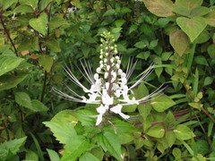 Orthosiphon aristatus