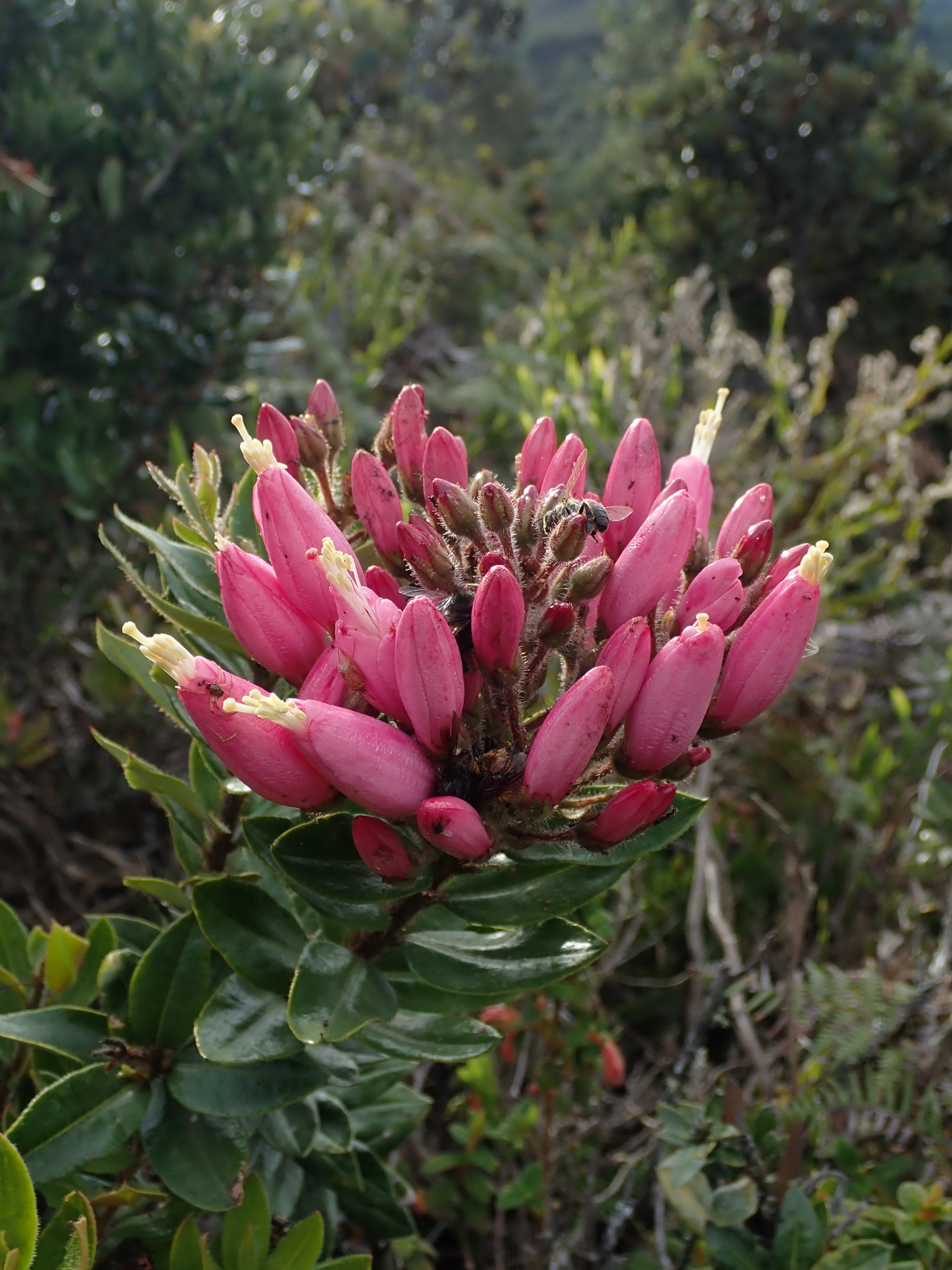 Bejaria image