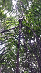 Dypsis fasciculata