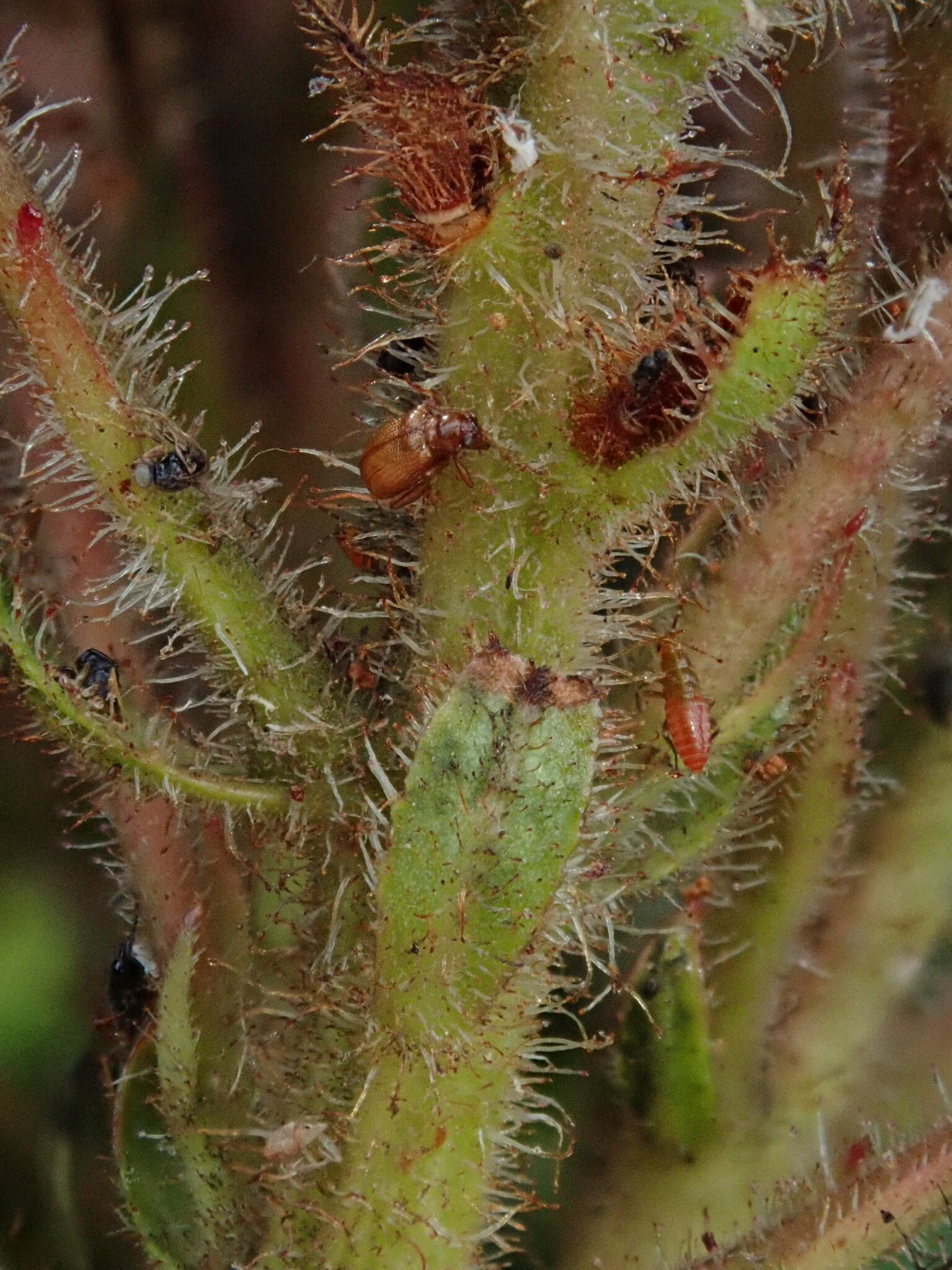 Bejaria image