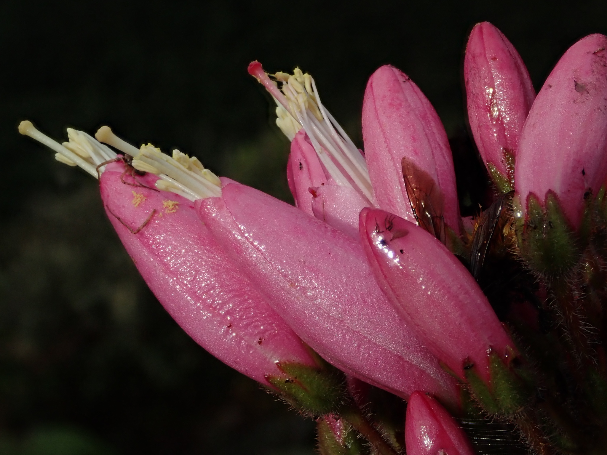 Bejaria resinosa image