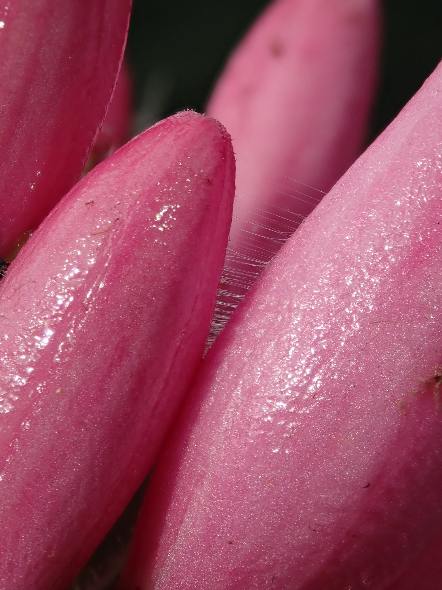 Bejaria resinosa image