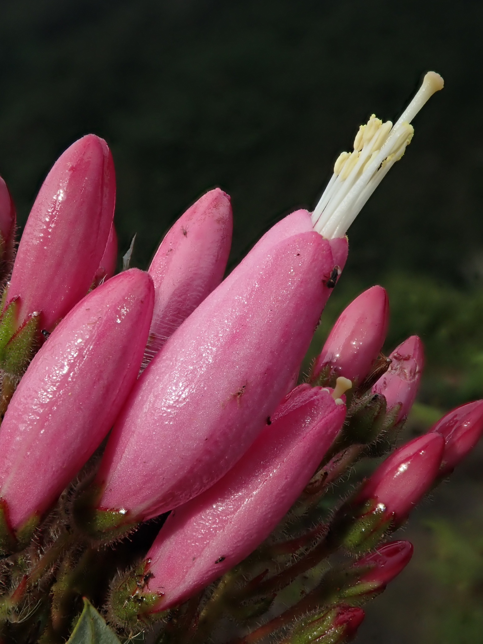 Bejaria resinosa image
