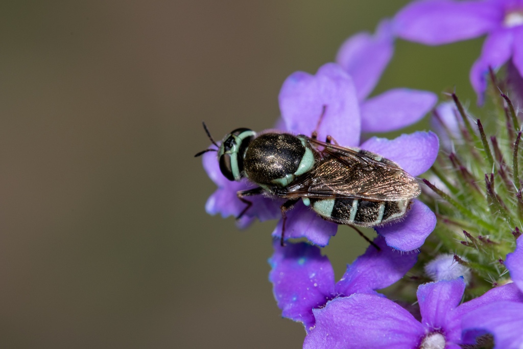 Psellidotus hieroglyphicus