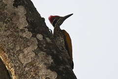 Chrysocolaptes guttacristatus