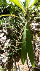 Dypsis mocquerysiana