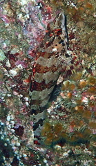 Oxylebius pictus
