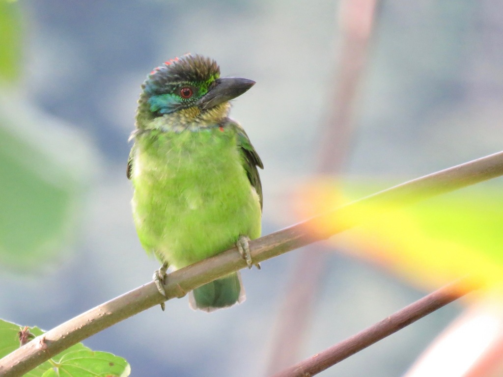 Mountain Barbet photo