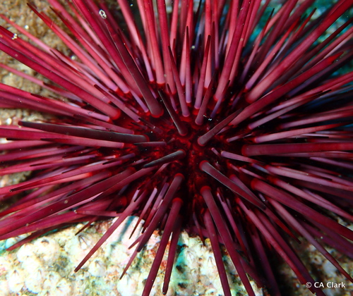 Red Sea Urchin, Santa Cruz Island, Channel Islands National Park, California, USA, photo 7 of 10