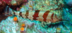 Oxylebius pictus