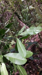 Melicope magnifolia image