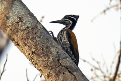 Chrysocolaptes guttacristatus
