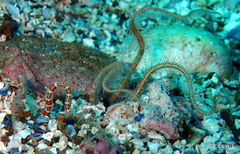 Ophiotrichidae