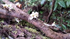 Clusiaceae
