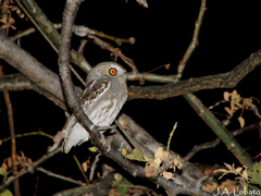 Micrathene whitneyi