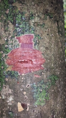 Clusiaceae
