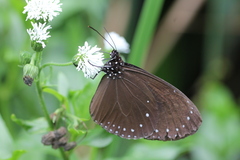 Euploea tulliolus koxinga