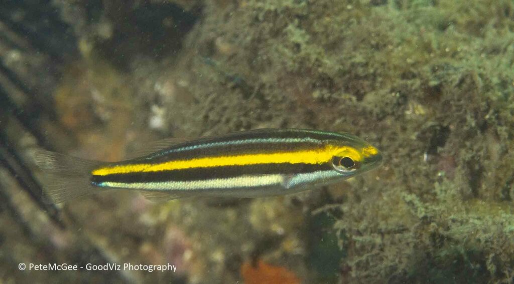 Paradise Threadfin Bream from chowder bay on April 21, 2023 at 1213 PM