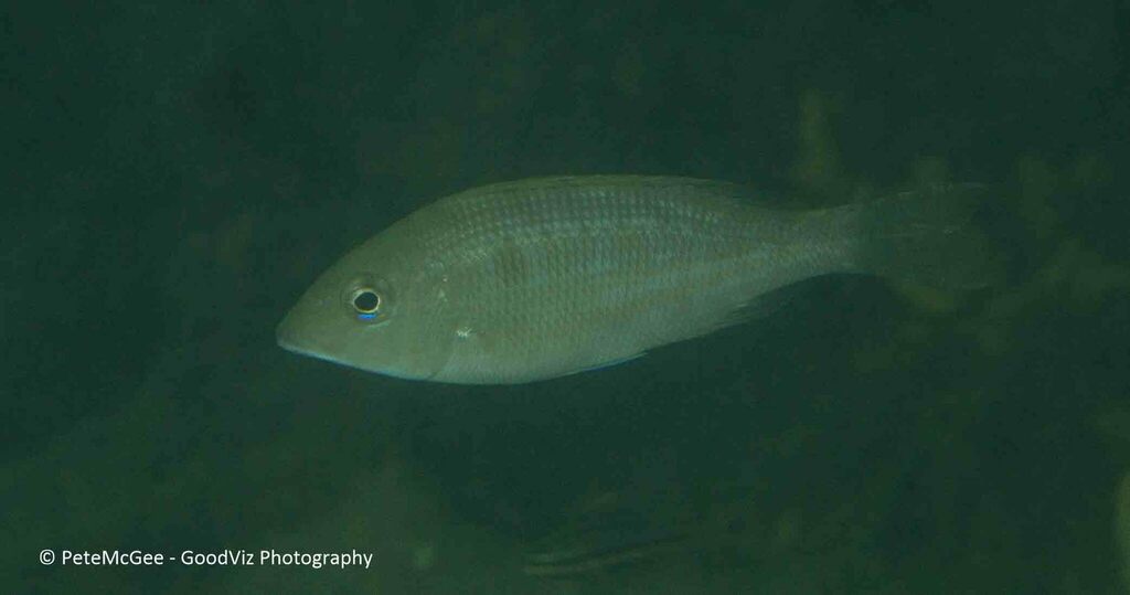 Threadfin Emperor from chowder bay on April 21, 2023 at 1229 PM by