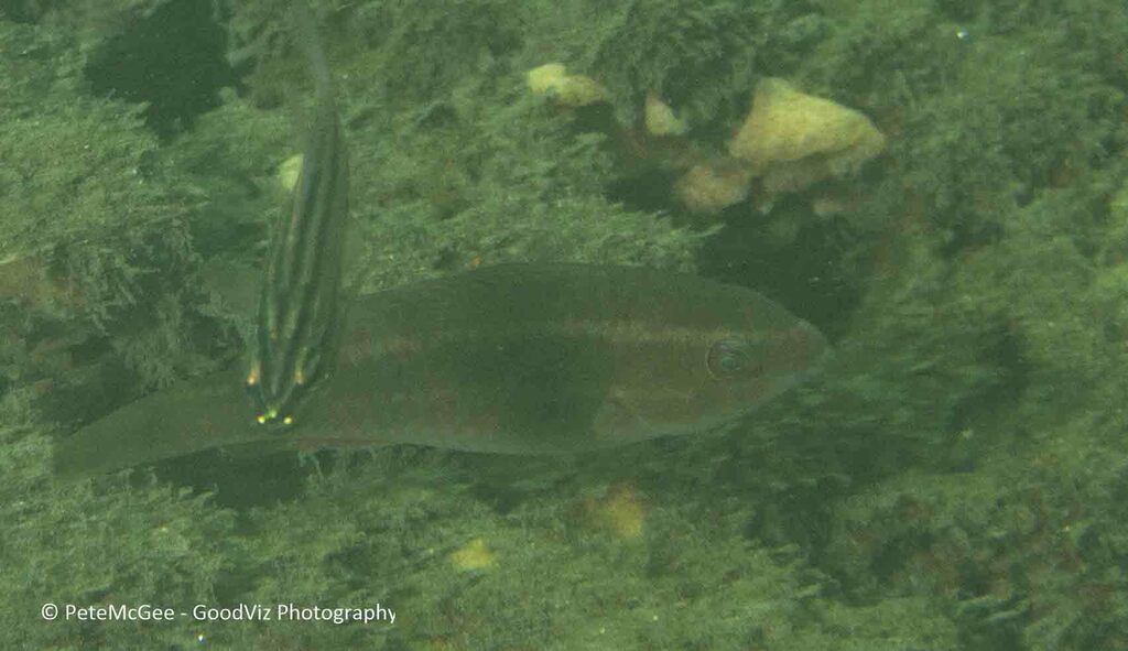 Parrotfishes from chowder bay on April 21, 2023 at 1236 PM by Pete