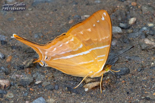 Marpesia corinna