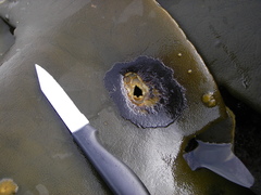 Herpodiscus durvilleae