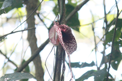 Aristolochia grandiflora image