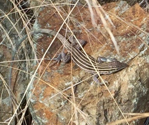 Plateau Striped Whiptail, 2450 Sundog Ranch Rd, Prescott, AZ, US, photo 7 of 10