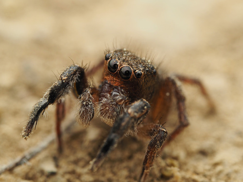 Hirsute Paradise Spider