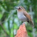 Eyebrowed Jungle-Flycatcher - Photo (c) Tim Forrester, some rights reserved (CC BY-NC), uploaded by Tim Forrester