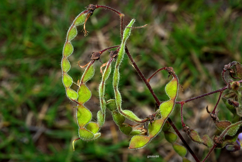 Desmodium uncinatum