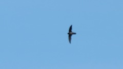 Giant Swiftlet photo 2