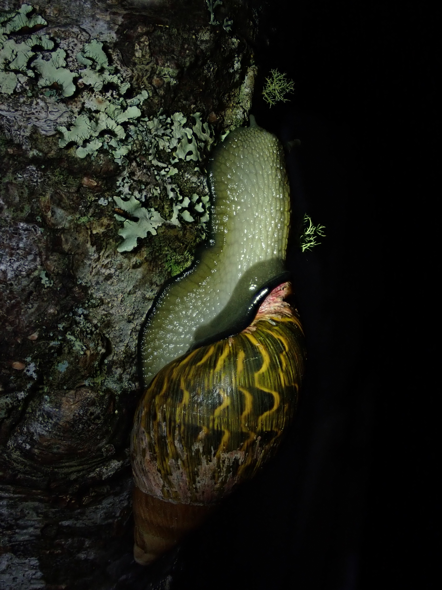Orthalicidae image