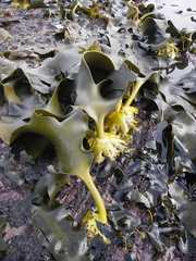 Herpodiscus durvilleae