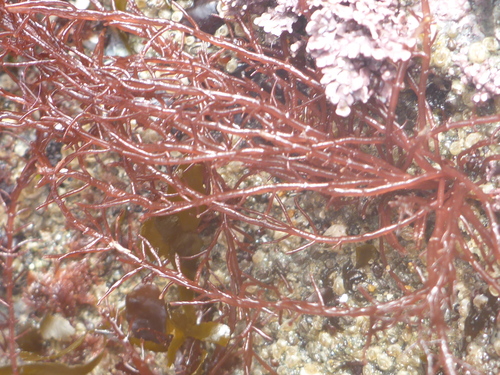 Gloiosiphonia verticillaris observed 2023-04-23