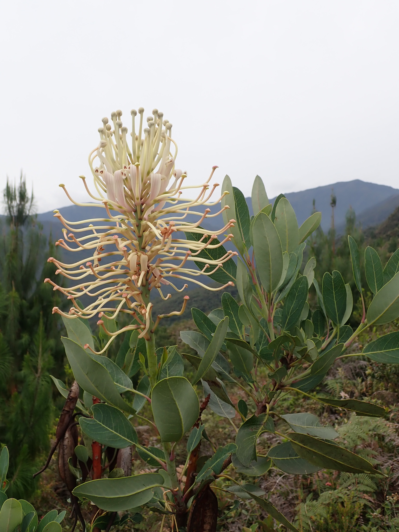 Proteaceae image